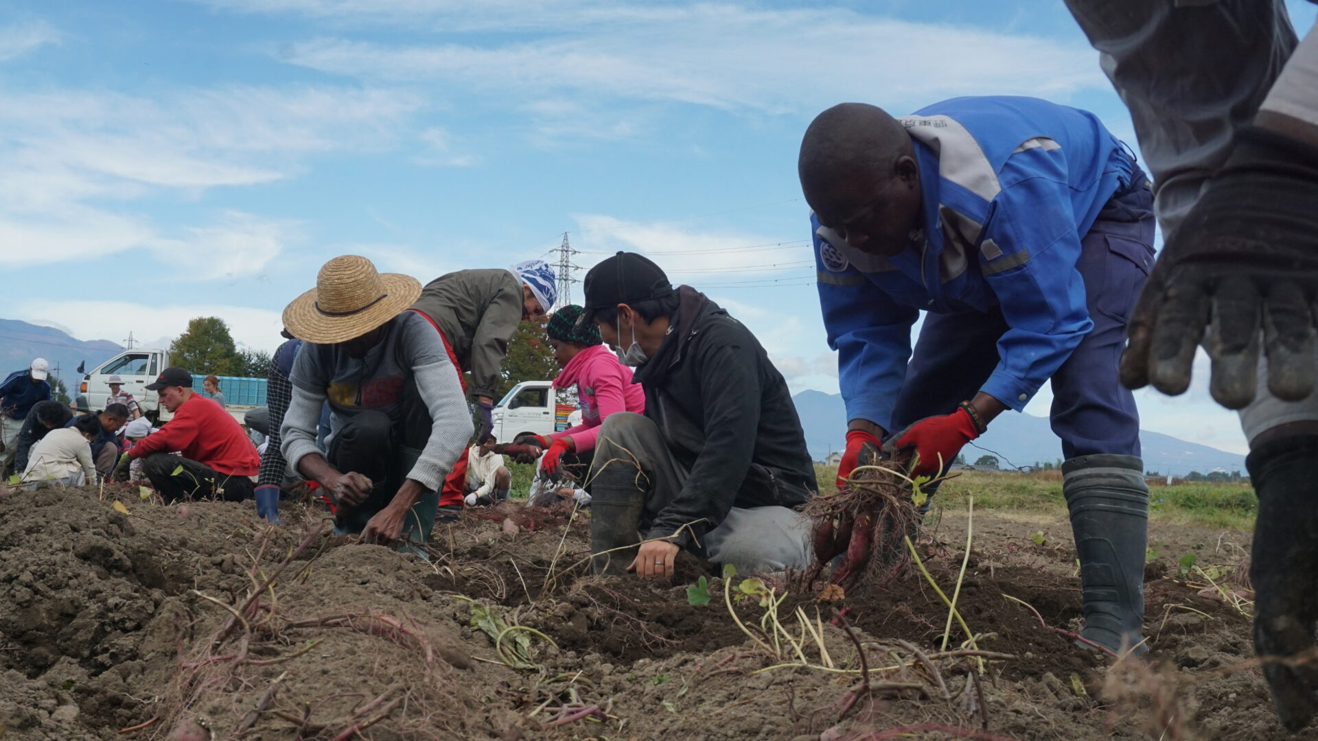 ARI Community members dig through the soil to harvest sweet potatoes on a bright day.
