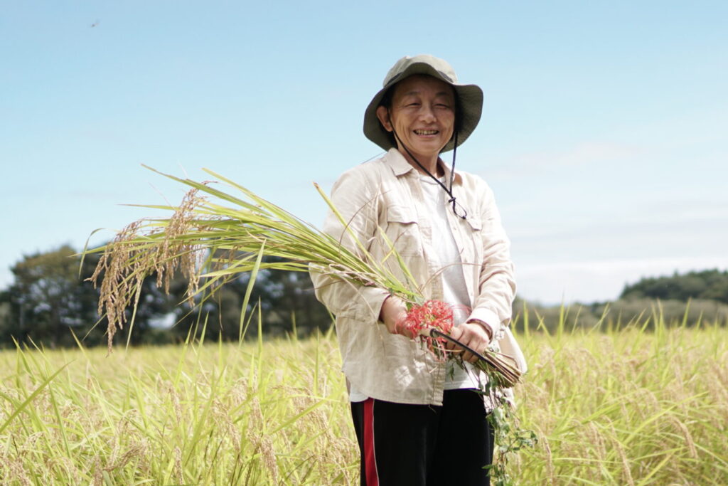 ARI former director Tomoko Arakawa carrying freshly harvested rice stalks in a rice paddy.
